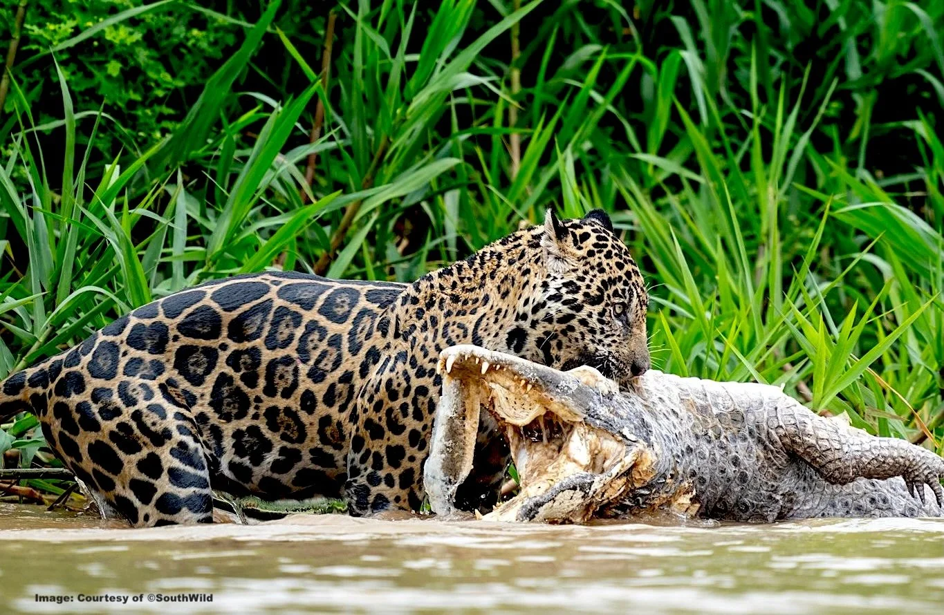 Pantanal: Vahşi Yaşamın Krallığı