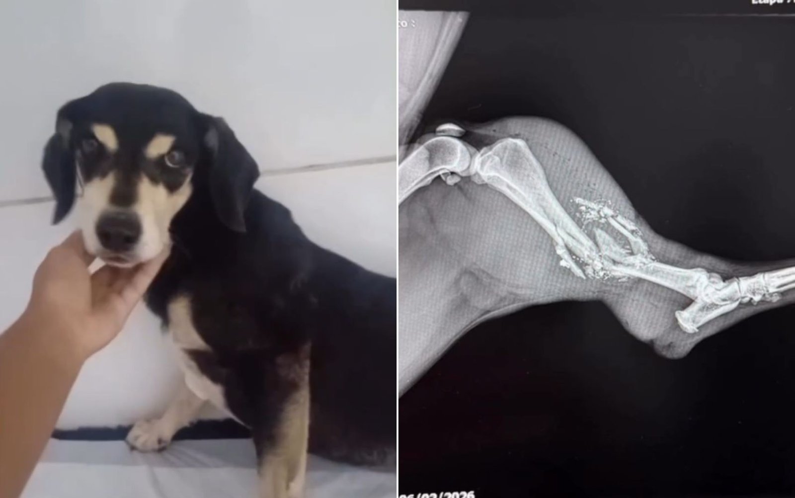 Sokaktan kurtarılan köpek vuruldu. Sokaktan kurtarılan bir köpek,