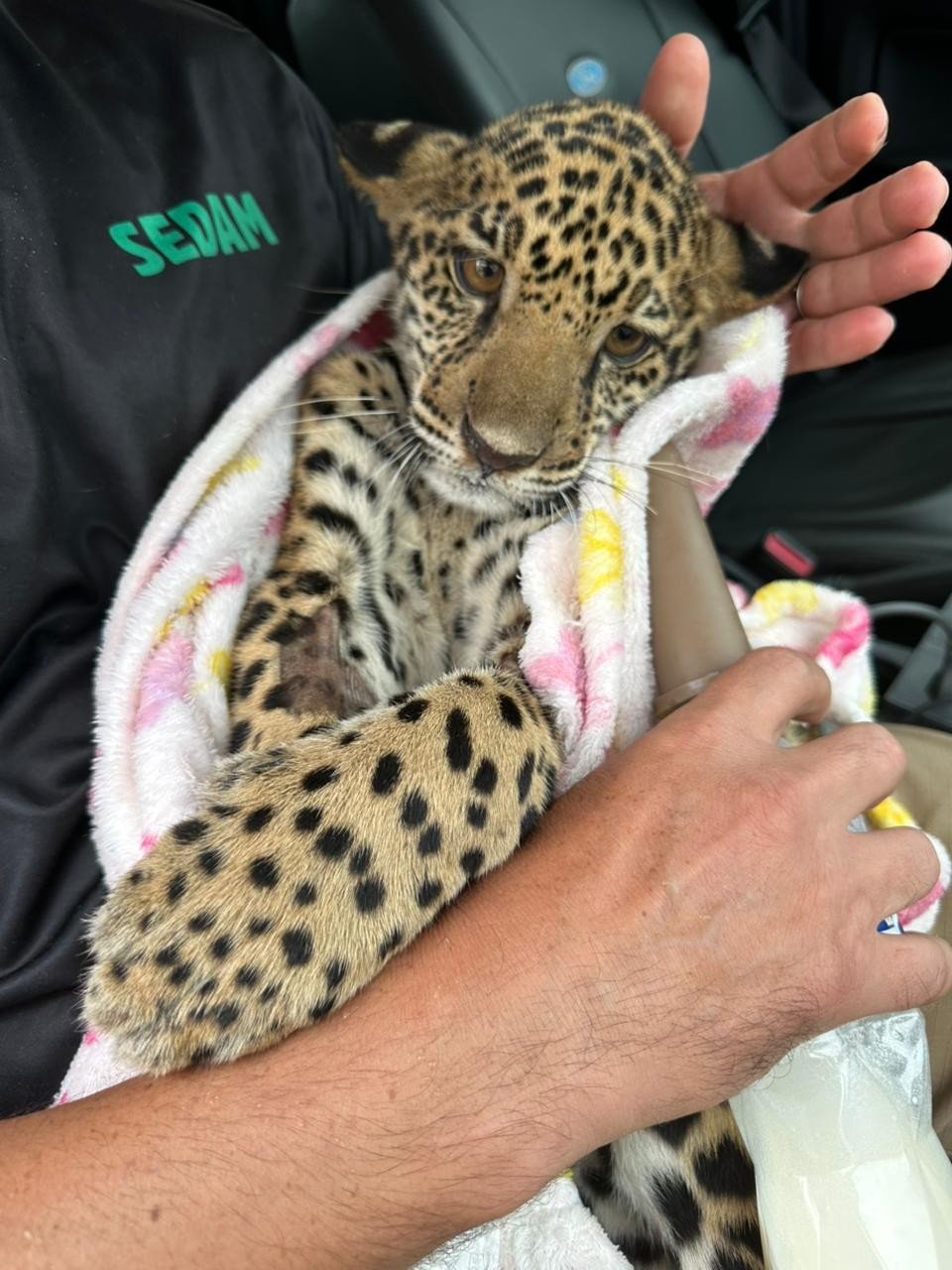 Rondônia’da jaguar yavrusu bulundu. (Görsel kaynağı: PMA/Disclosure)